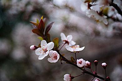 《最终幻想战略版》原班人马回归打造强化版 大量新细节